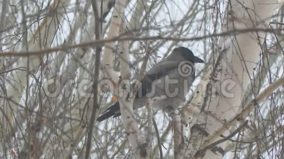 阴天一只灰乌鸦坐在桦树上视频的预览图