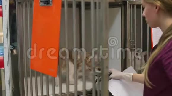 女兽医把一只小狗放进笼子里视频的预览图