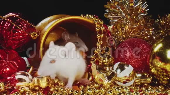 新年概念与灰色和白色老鼠的节日装饰视频的预览图