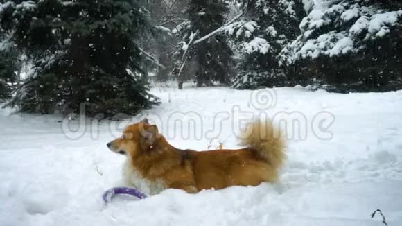 在降雪过程中一只毛茸茸的狗躺在靠近杉树的雪地上慢动作视频视频的预览图