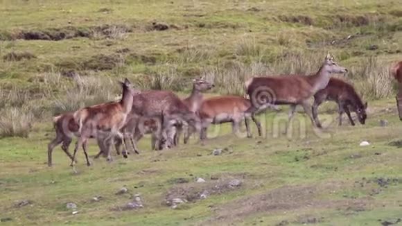 在发情季节在苏格兰高地吃草的马鹿马鹿视频的预览图