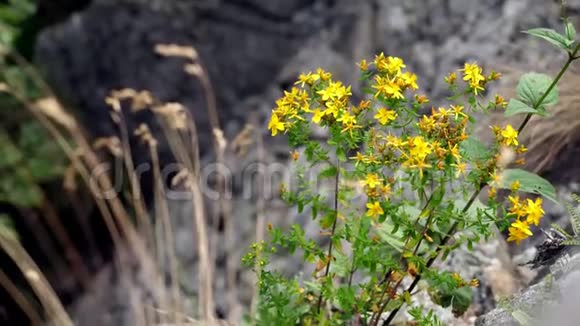 近景黄山的花朵圣约翰麦汁在高山在夏日视频的预览图