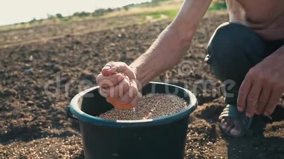 一个人一只勤劳的手从水桶里拿起一只装满谷物的手掌倒回去农民手中的粮食视频的预览图