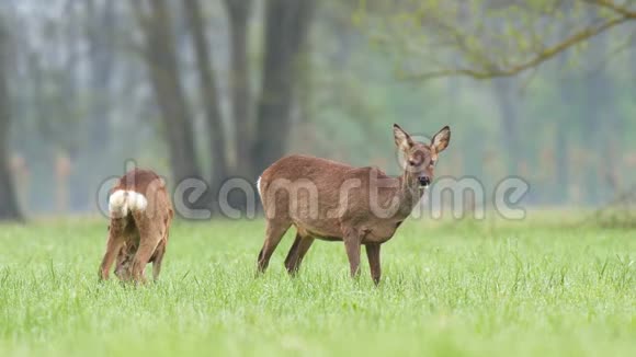 两只野鹿在田野里吃草视频的预览图
