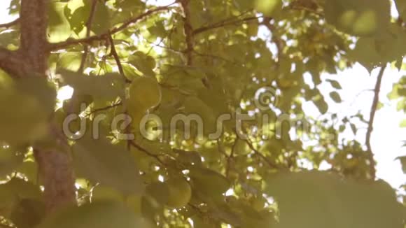 杏树在阳光下视频的预览图