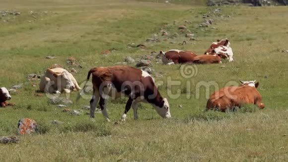 在一片新鲜的绿色田野里放牧有机自然健康的食品理念慢动作视频的预览图