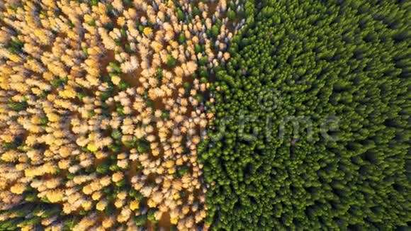 秋天彩色森林的原始景色无人机射鸟眼树自然模式在自上而下的鸟瞰森林绿色视频的预览图