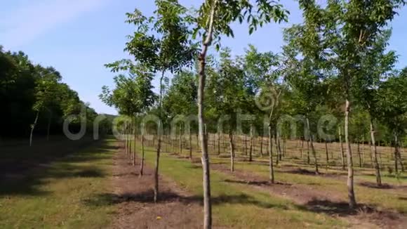 田野福斯特独特杂交坚果的种植园旨在生产珍贵的木材一排排健康的坚果树视频的预览图