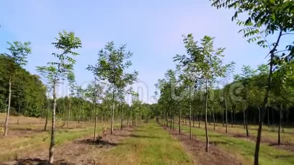种植园的福斯特独特的杂交坚果旨在生产珍贵的木材一排排年轻健康的坚果树视频的预览图