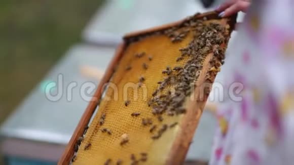 高清养蜂人显示刚从蜂房取出蜂窝视频的预览图