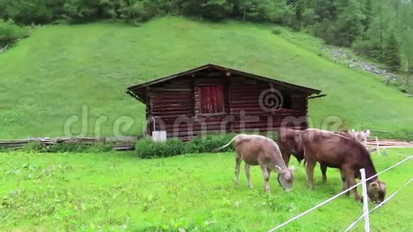 草地上一群棕色的白牛奥地利蒂罗尔的农田视频的预览图