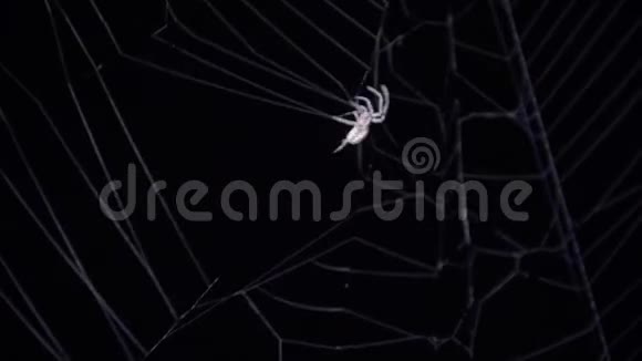 蜘蛛抓住了一只缠在茧里的苍蝇靠近一只雌性蜘蛛花园蜘蛛网视频的预览图