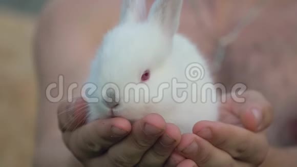 双手合拢抱着一只小白毛兔视频的预览图