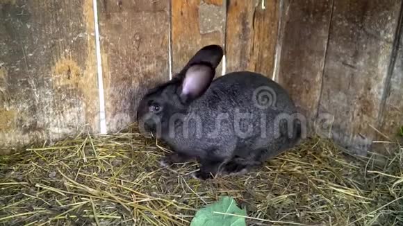 黑兔吃干草在笼子里逃跑视频的预览图