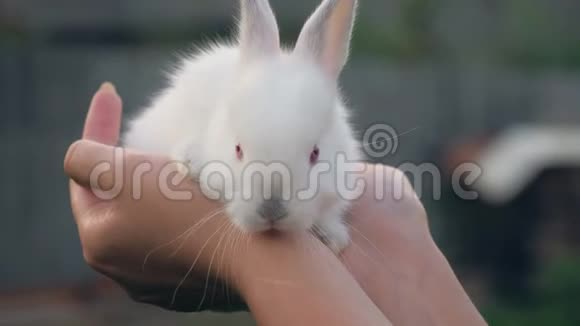 举起手抱着小白兔幼崽视频的预览图