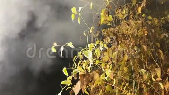 绿色的灌木被烟雾包裹着视频的预览图