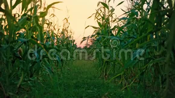 绿色玉米秸秆之间的宽阔过道日落时的玉米地主观摄像机隐藏在玉米秸秆之间的种植园视频的预览图