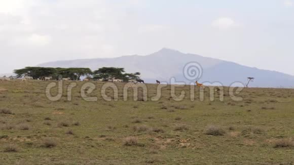 非洲斑马在山的背景下的山谷中奔跑视频的预览图