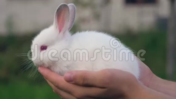 把小白兔抱起来视频的预览图