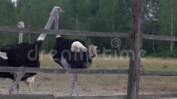 可爱的大鸵鸟在农场里散步视频的预览图