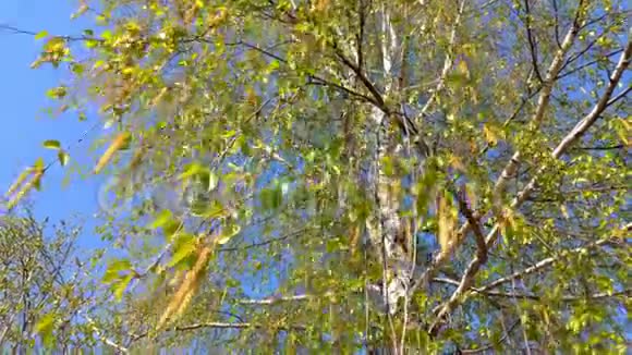 春天盛开的白桦芽和嫩绿的叶子在温暖的蓝天上随风摇曳视频的预览图