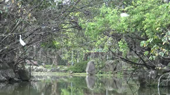 一群白鸟白鹭加尔泽塔在湖树上筑巢视频的预览图