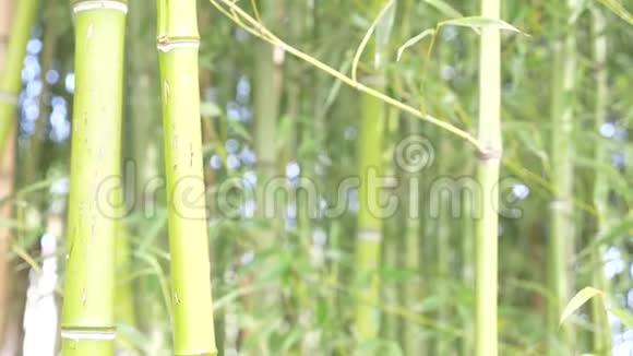 竹树林中的竹树慢动作在竹树的树干上铭刻HI视频的预览图