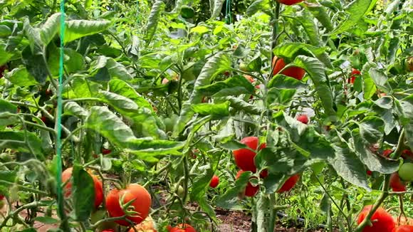 蔬菜温室里生长的番茄视频的预览图