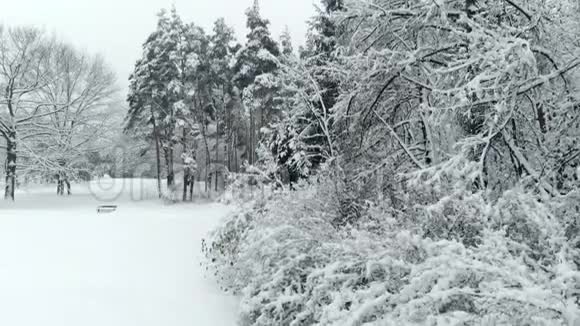 无人机在冬季公园的雪树旁升起视频的预览图