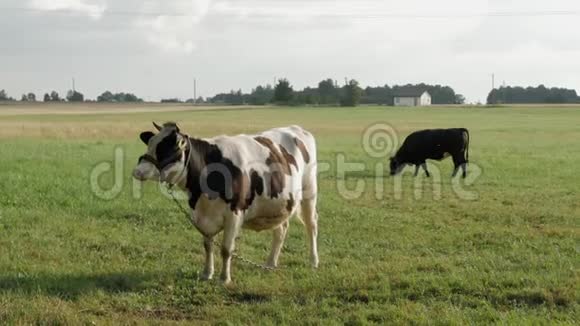 两只母牛在田里安静地吃草视频的预览图