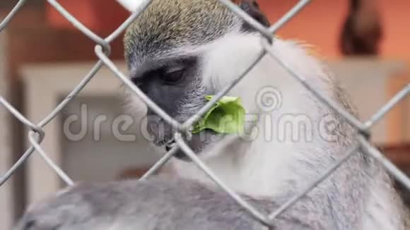 在动物园喂猴子视频的预览图