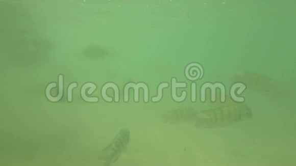 安达曼海鱼4K群视频的预览图