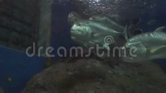 在水族馆里合上漂亮的鱼关于水生植物背景的装饰视频的预览图