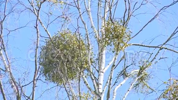 寄生植物生长在桦树枝上视频的预览图