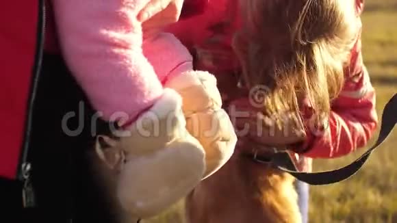 女孩在和狗抚摸一家人在公园里遛狗视频的预览图