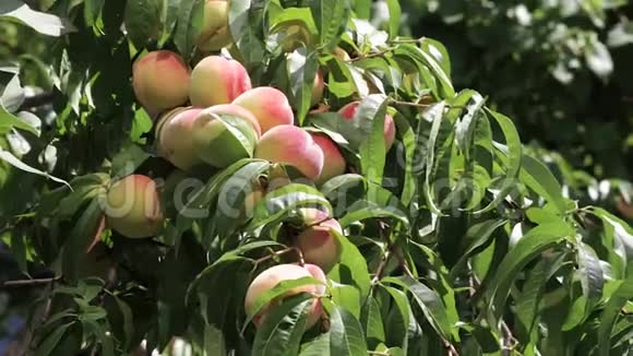 很多成熟的桃子和叶子视频的预览图