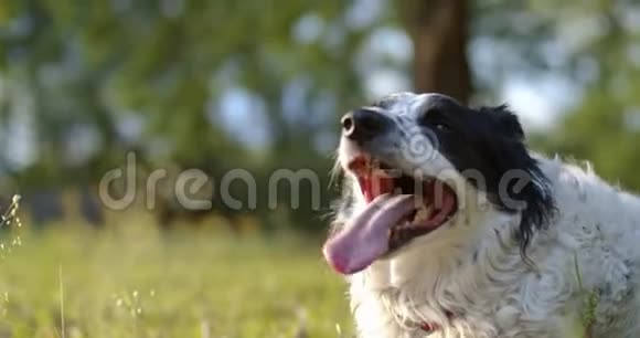 一只纯种狗在玩了很长时间后气喘吁吁视频的预览图