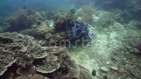 美丽的水下世界珊瑚礁和热带鱼类菲律宾Camiguin旅行度假概念视频的预览图