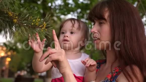 坐在母亲手上的婴儿摸着松树上的针害怕视频的预览图