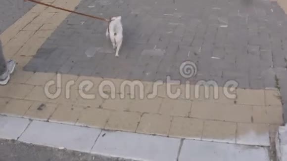 穿着皮带的小狗过马路视频的预览图
