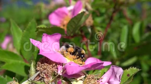 大黄蜂收集花粉视频的预览图