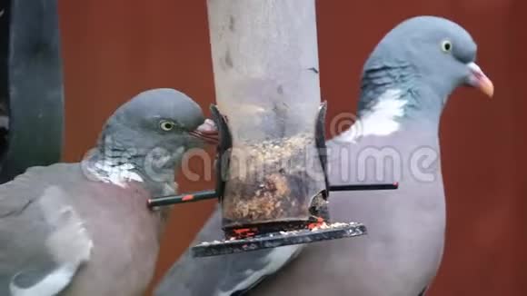 鸽子从小鸟种子喂食器喂食视频的预览图