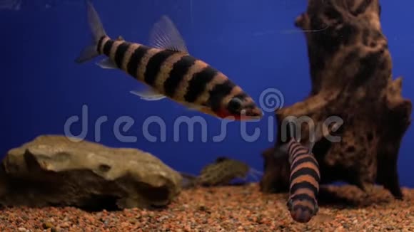 水族馆里的水族馆鱼视频的预览图