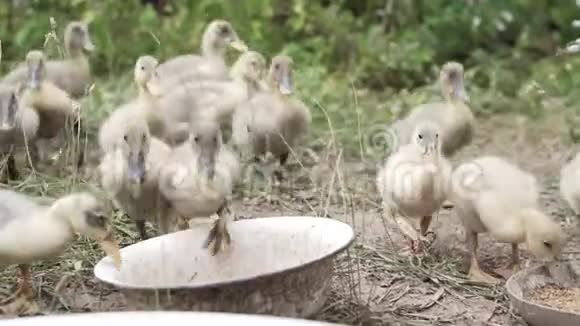 家养小鸭喝水捏草补充食物供应视频的预览图