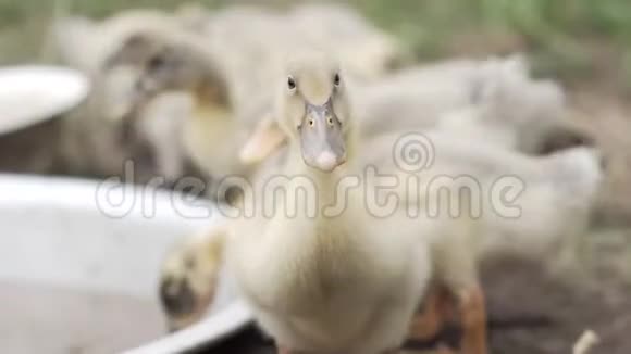 家养小鸭喝水捏草补充食物供应视频的预览图