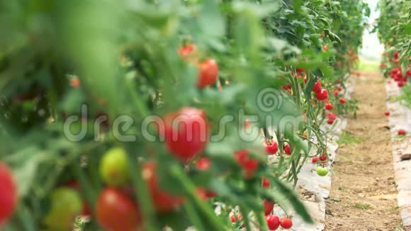 生长在温室里的番茄植物视频的预览图