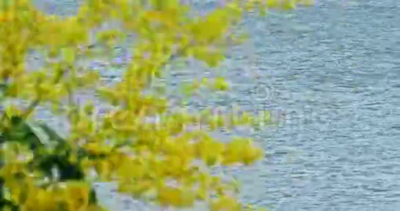 碧海海边的黄树视频的预览图