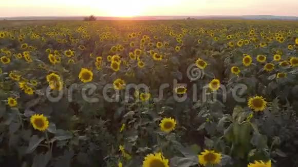 日落时向日葵花田的鸟瞰图在农业领域有很多植物农业领域概况视频的预览图