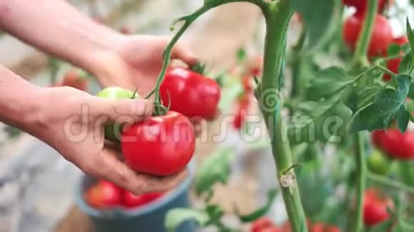 人们在温室花园里采摘成熟的西红柿视频的预览图