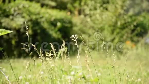 夏天微风在林中摇曳着青草视频的预览图